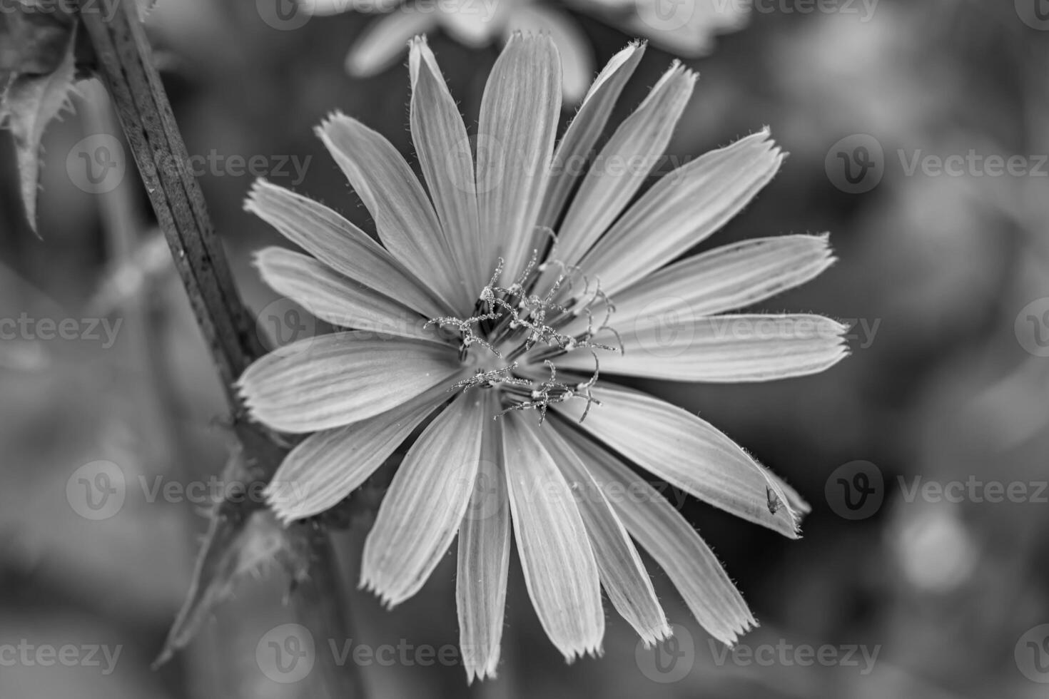 Beauty wild growing flower chicory ordinary on background meadow photo