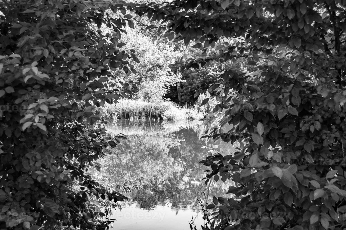 Beautiful grass swamp reed growing on shore reservoir in countryside photo