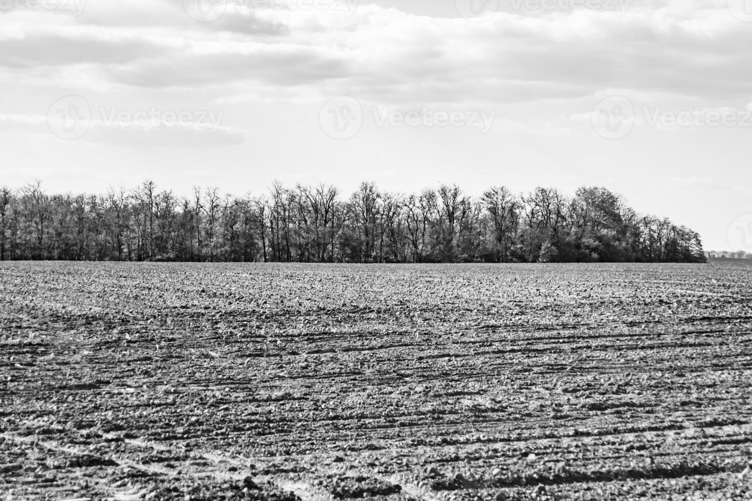 Photography on theme big empty farm field for organic harvest photo