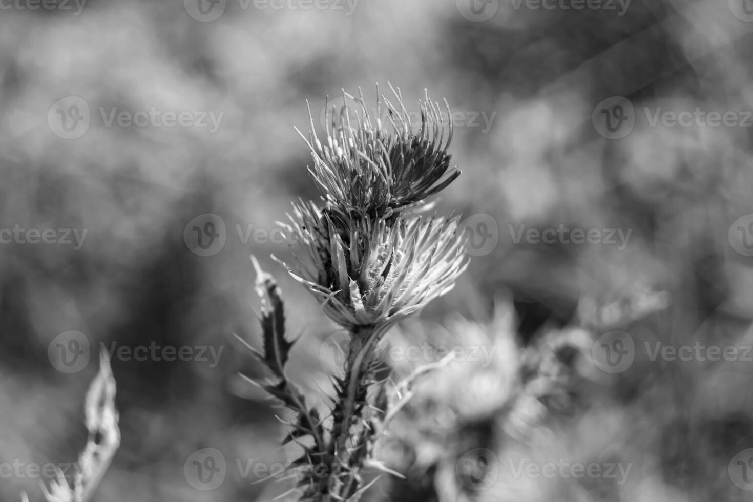 Beautiful growing flower root burdock thistle on background meadow photo