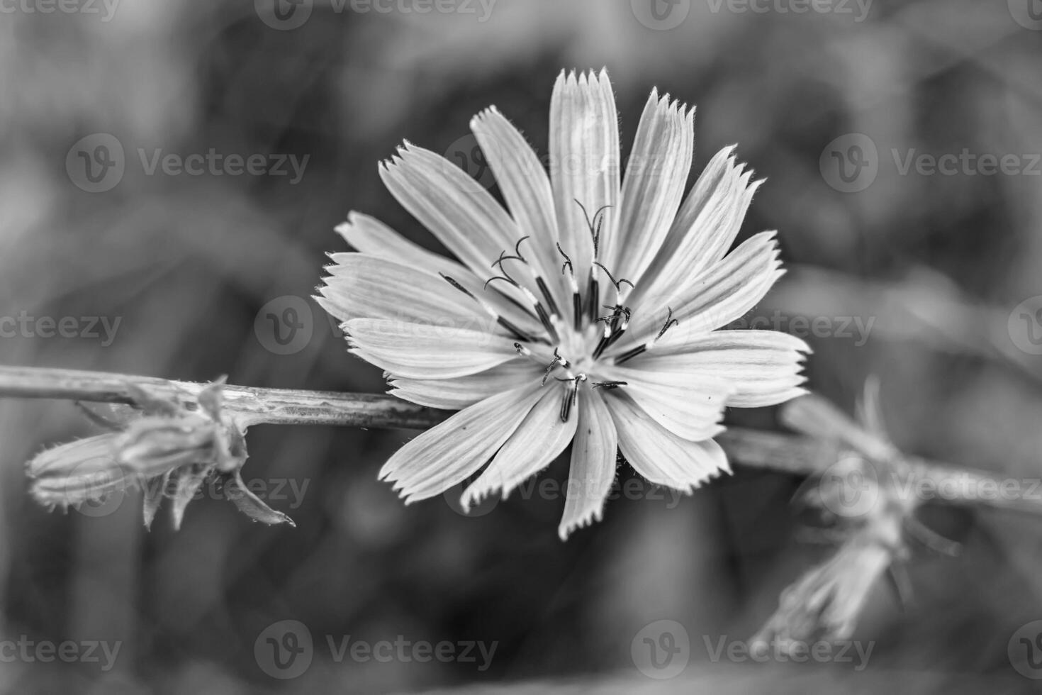 Beauty wild growing flower chicory ordinary on background meadow photo