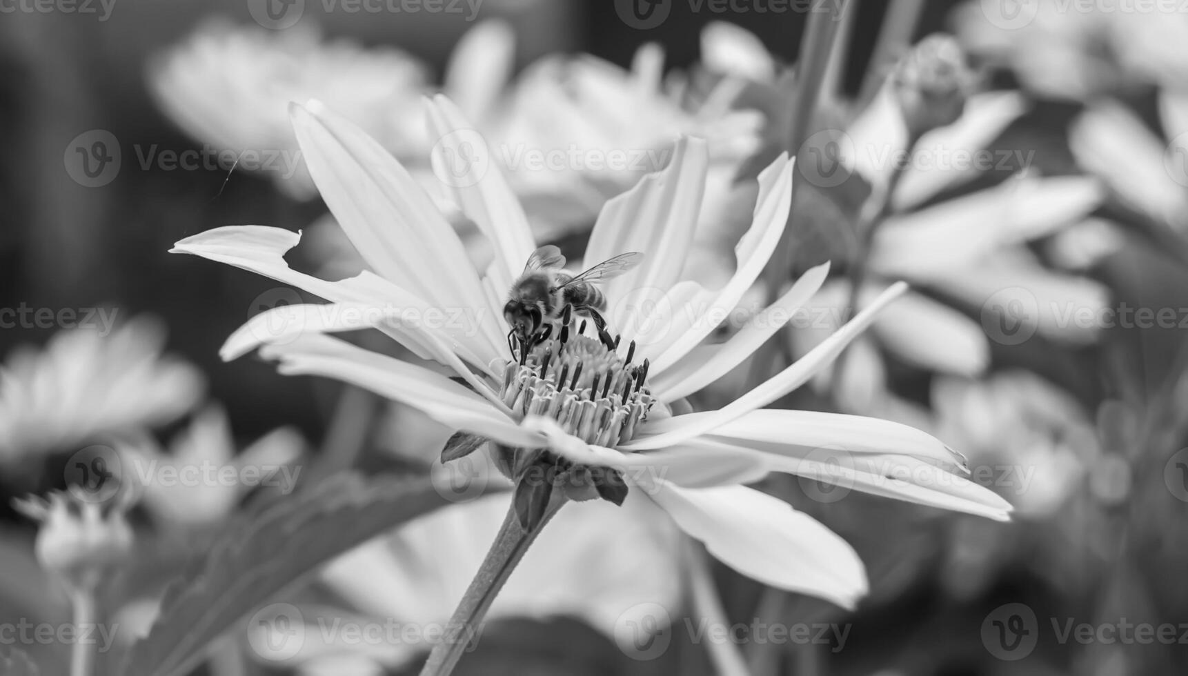 Beautiful wild flower winged bee on background foliage meadow photo