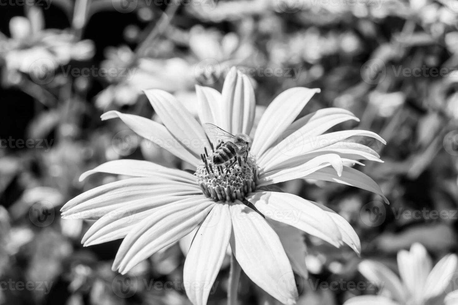 hermosa abeja alada de flores silvestres en el prado de follaje de fondo foto