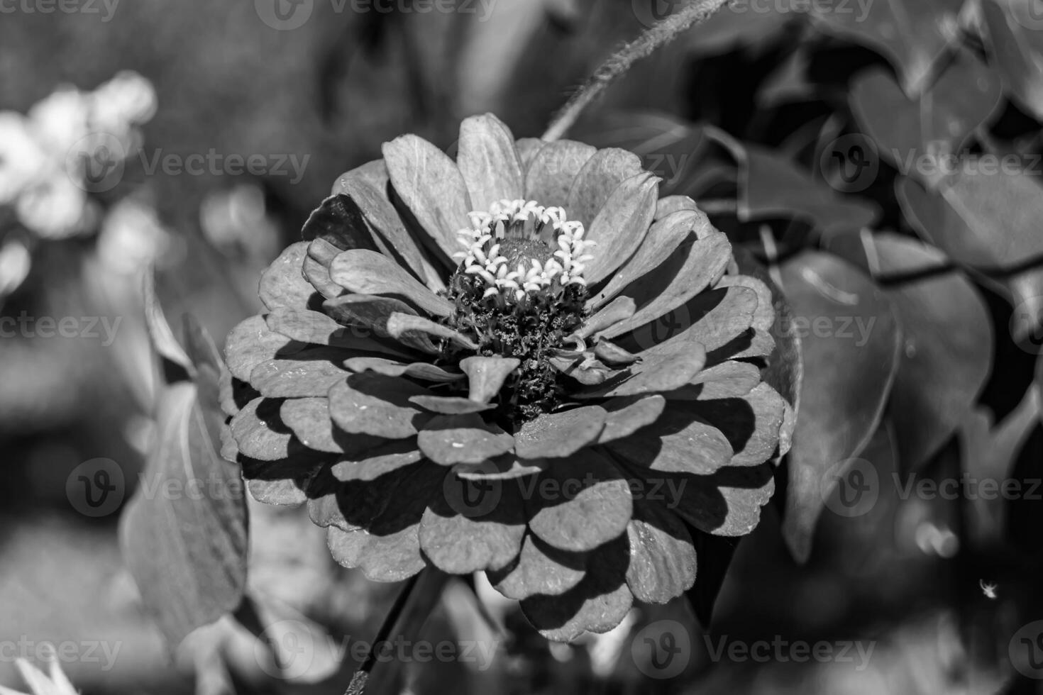 Beautiful wild growing flower zinnia elegans on background meadow photo