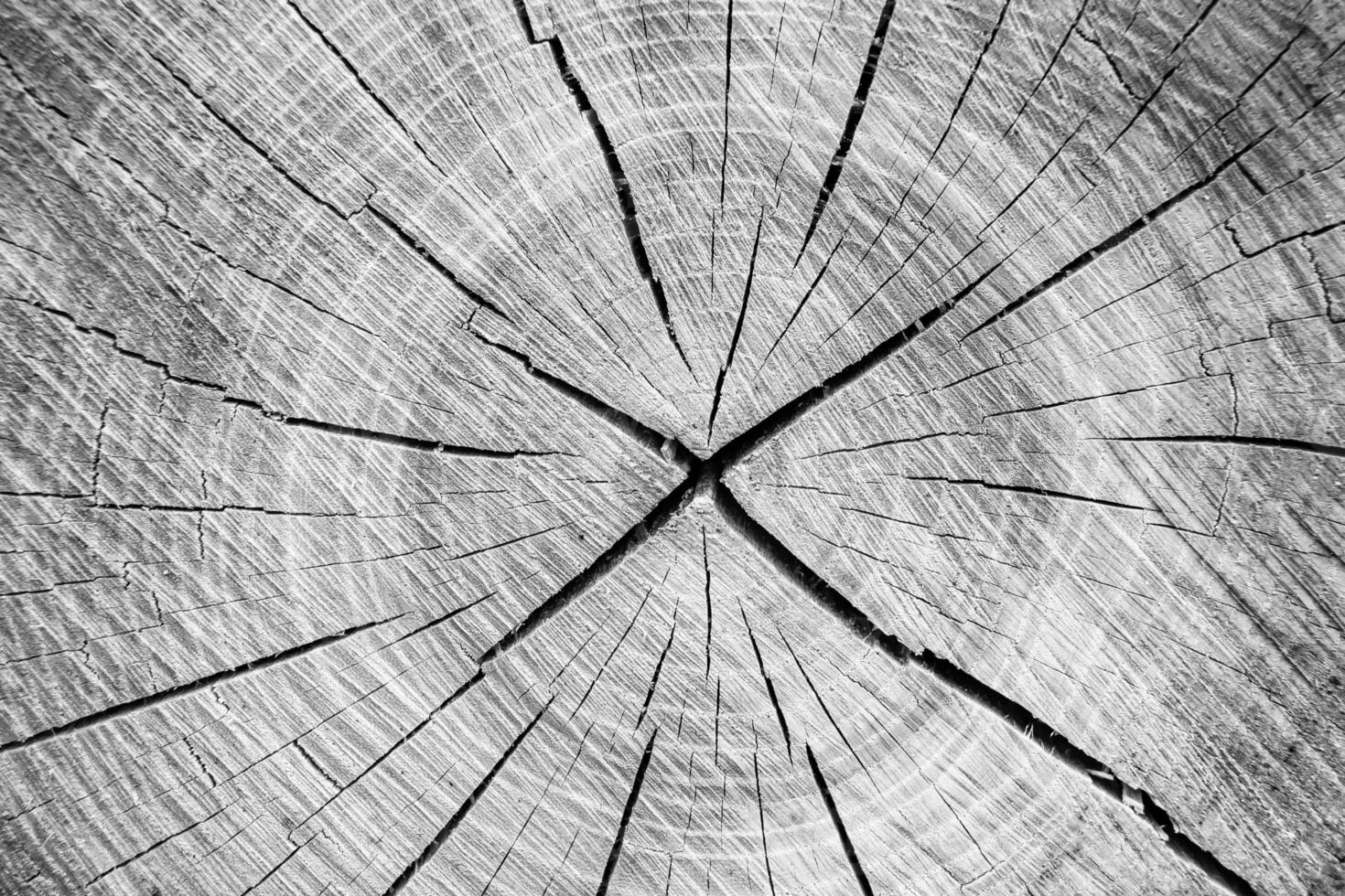 Beautiful wooden fracture old oak, natural texture close up photo