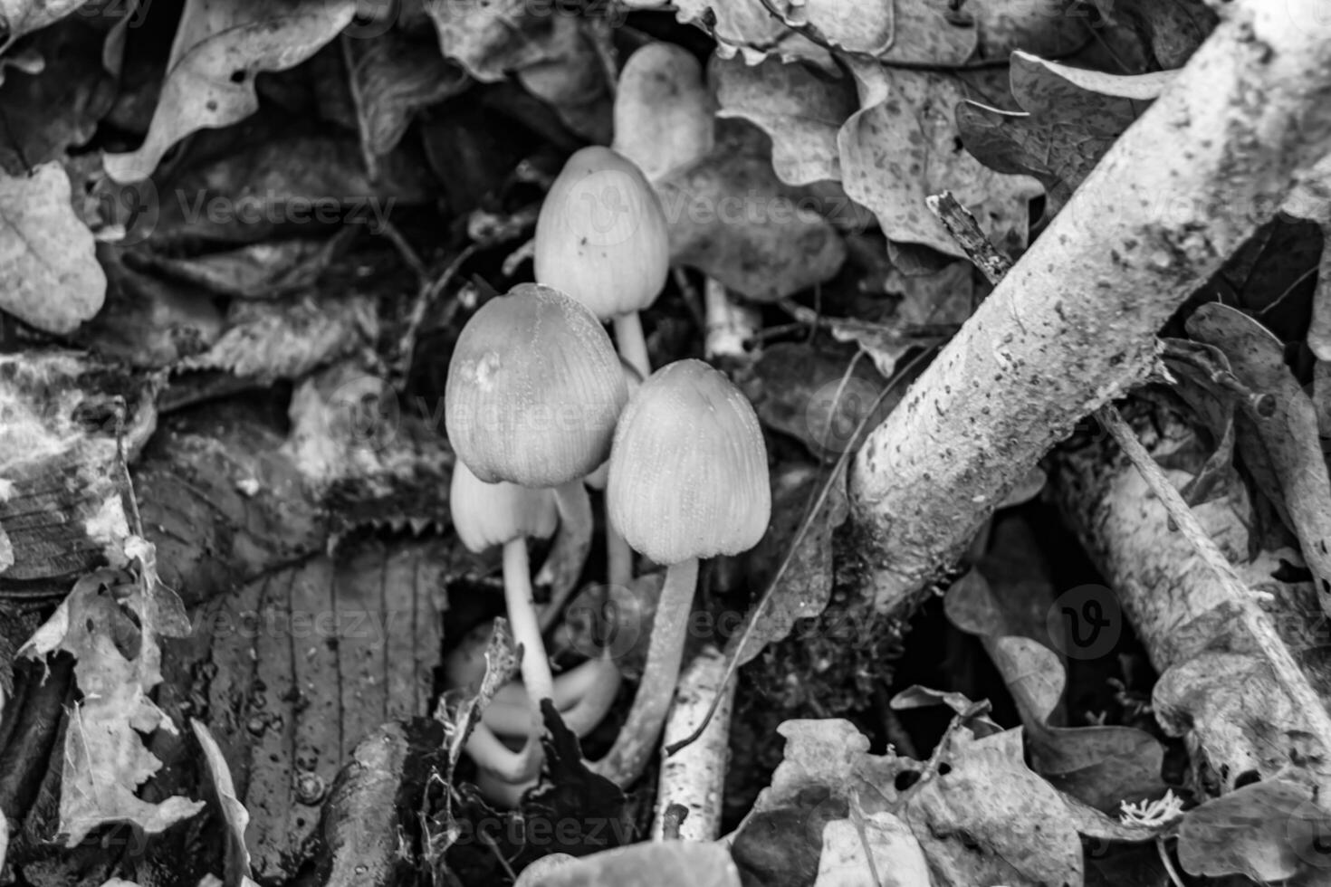 fotografía a tema grande hermosa venenoso seta en bosque en hojas antecedentes foto