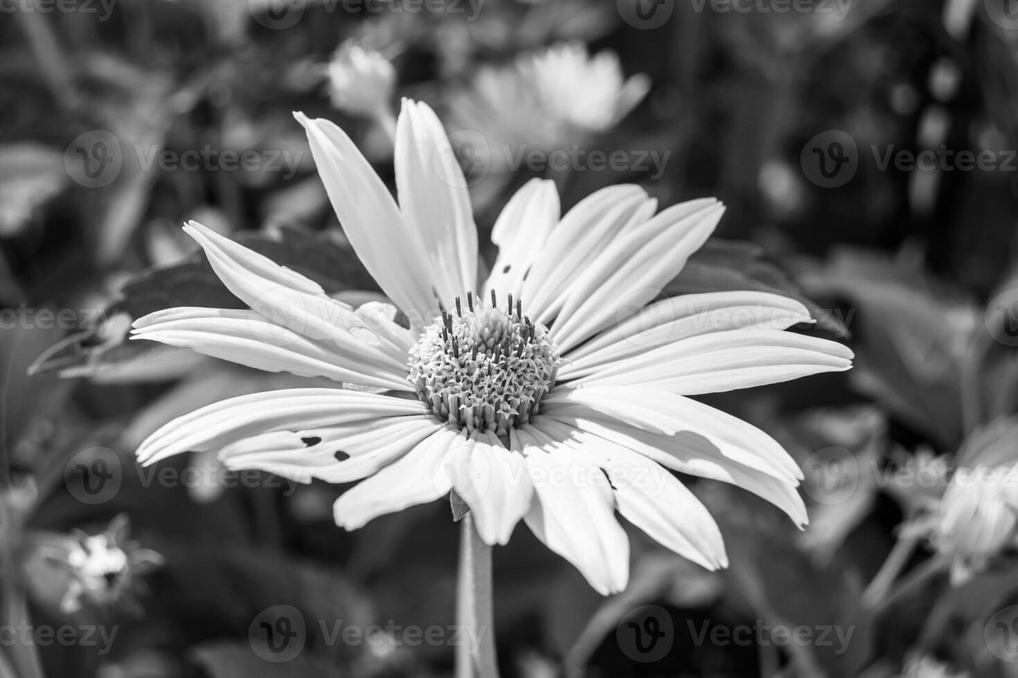 Fine wild growing flower aster false sunflower on background meadow photo