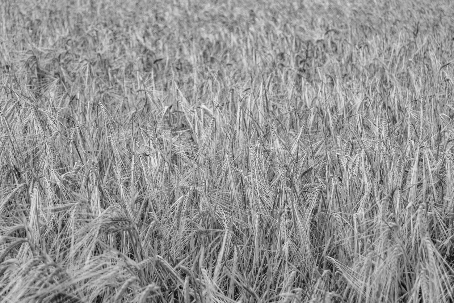 Photography on theme big wheat farm field for organic harvest photo