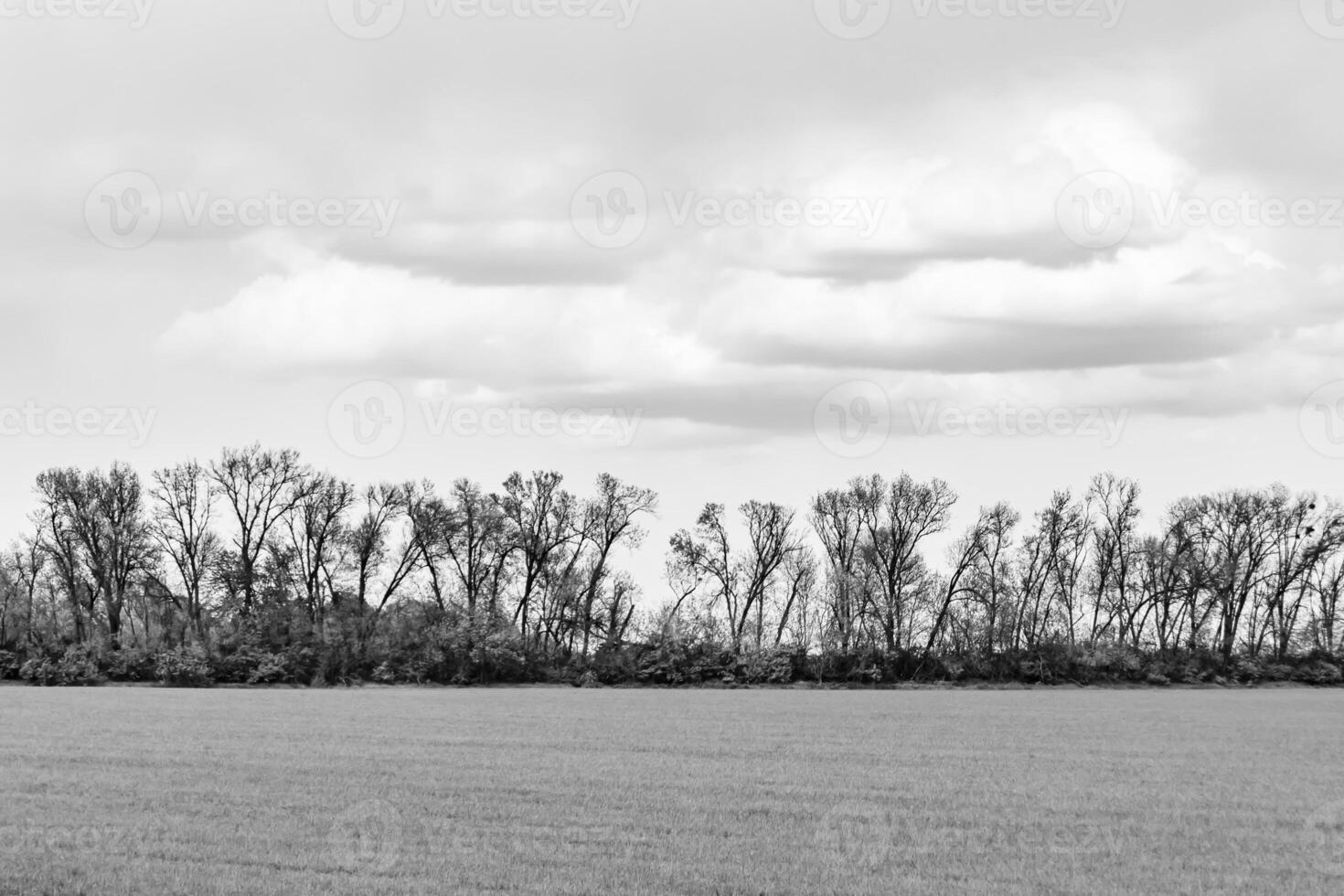 Beautiful horizon scenery in village meadow on color natural background photo