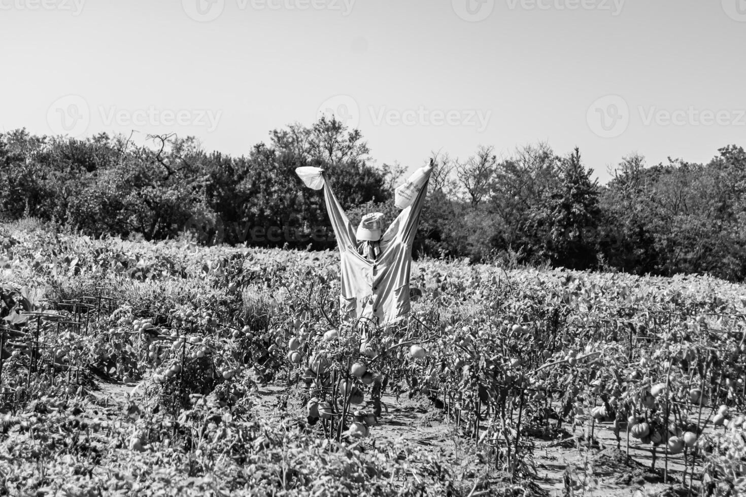 Scary scarecrow in garden discourages hungry birds photo