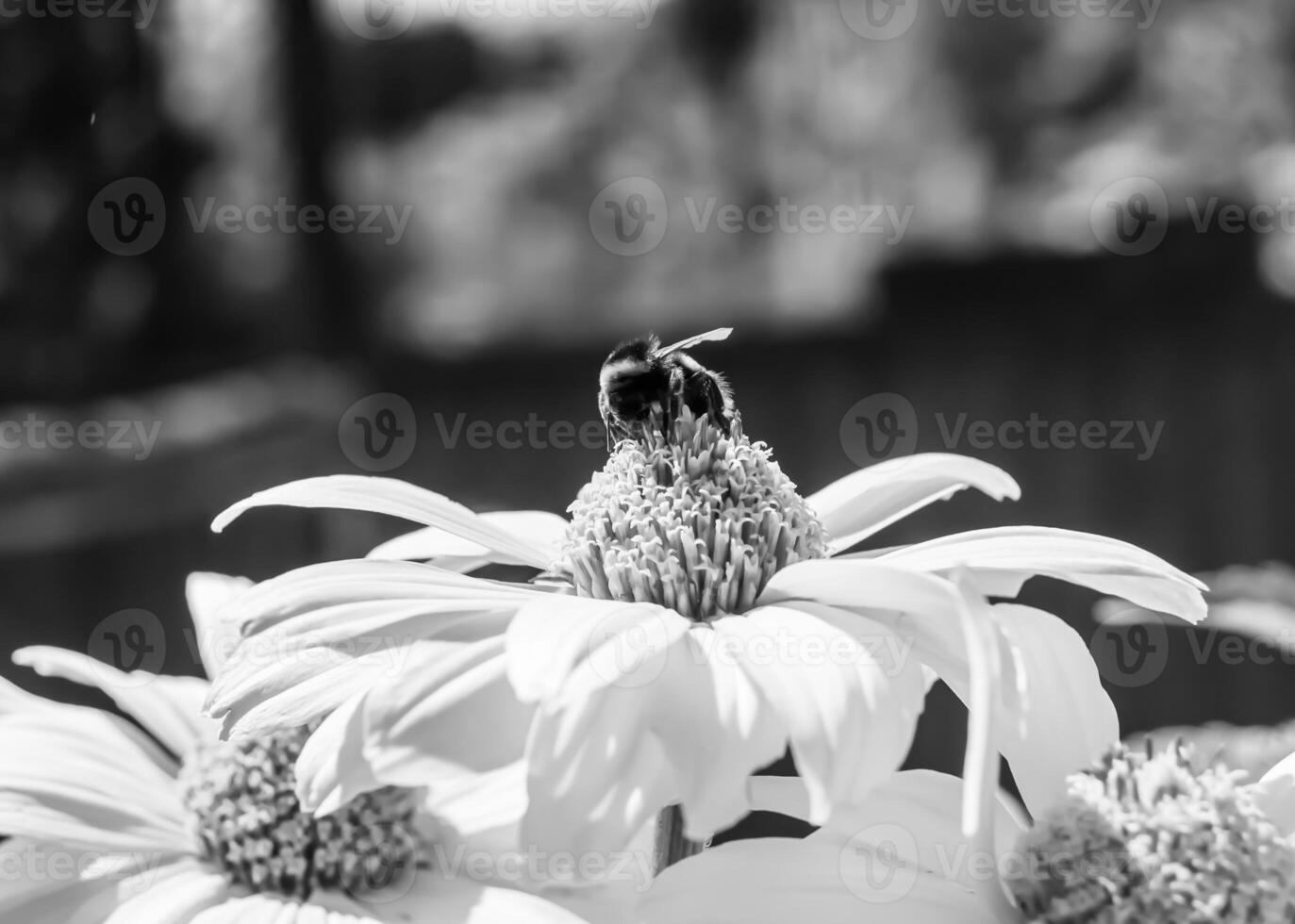 Beautiful wild flower winged bee on background foliage meadow photo