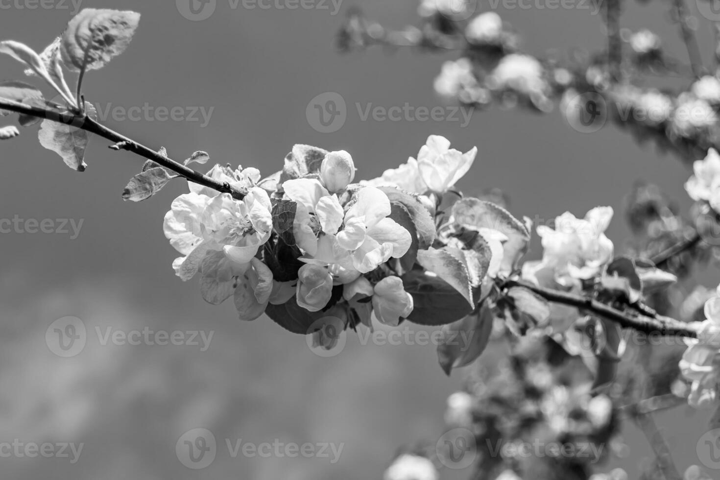 Photography on theme beautiful fruit branch apple tree with natural leaves under clean sky photo