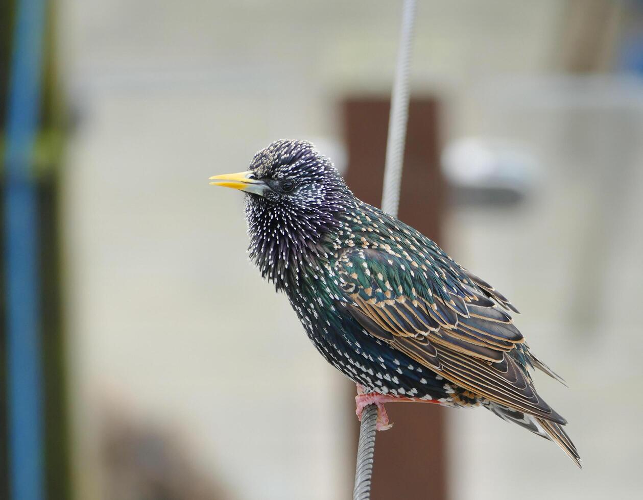 estornino pájaro encaramado foto