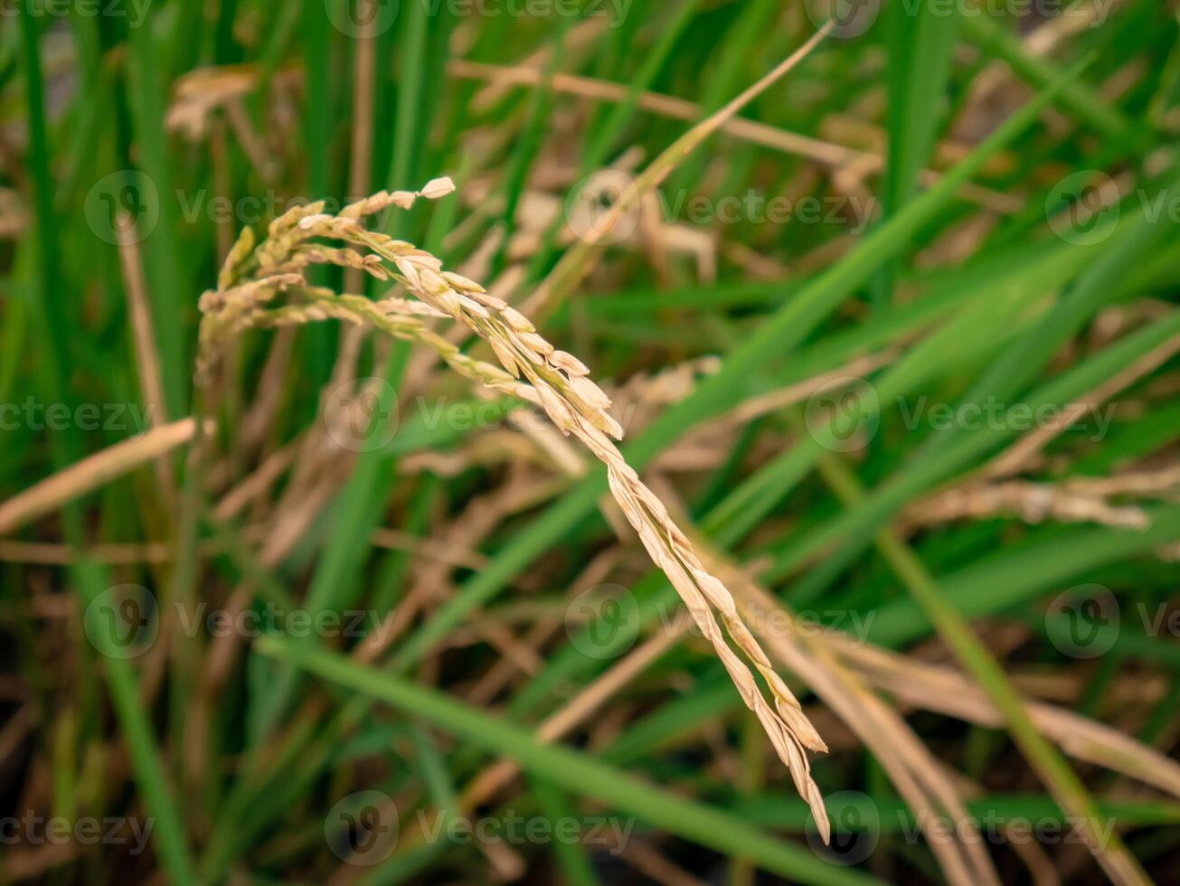 The rice seeds that are looking down are ready to be harvested photo