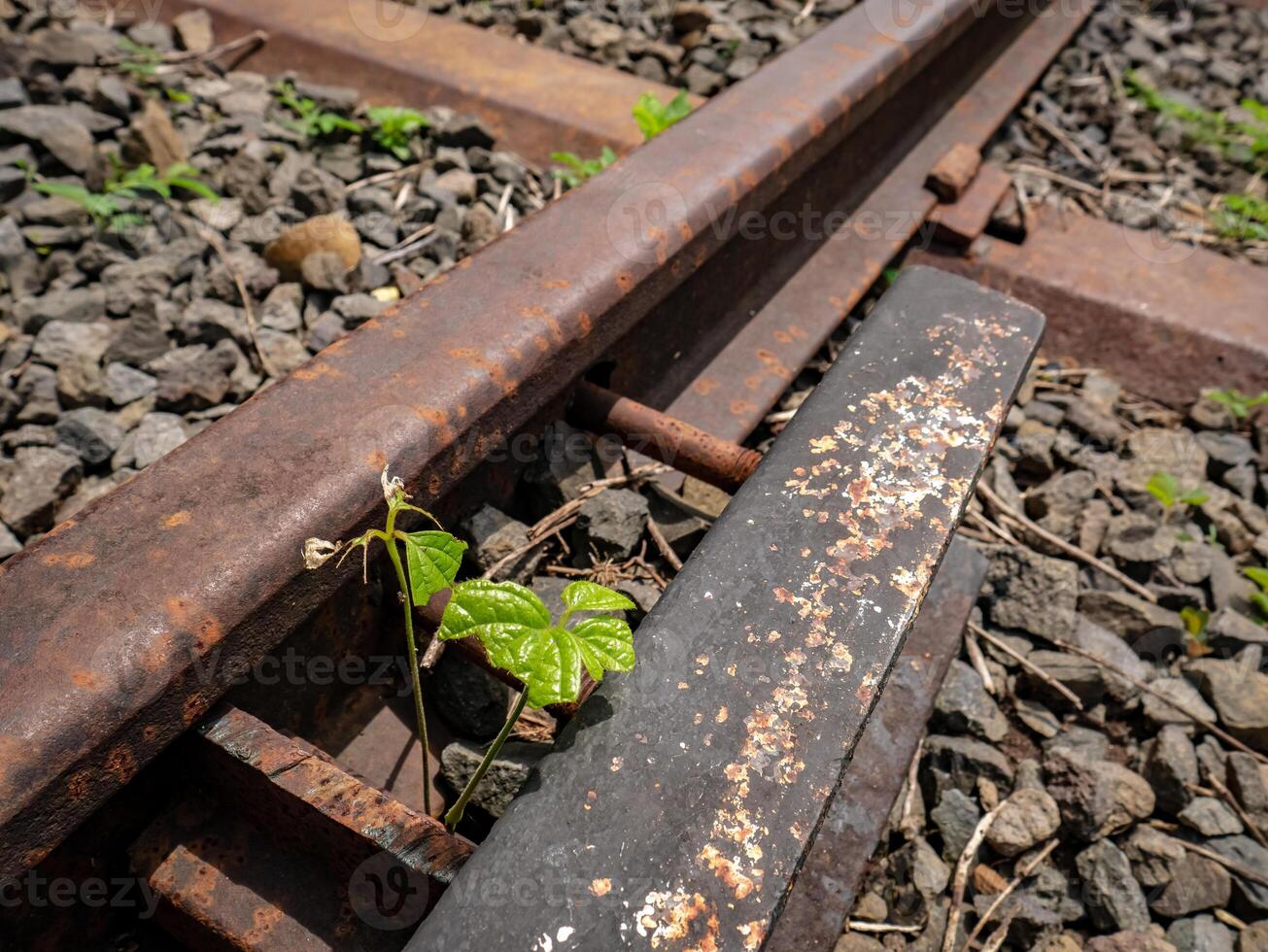 small plants that grow between small gaps in railroad tracks photo