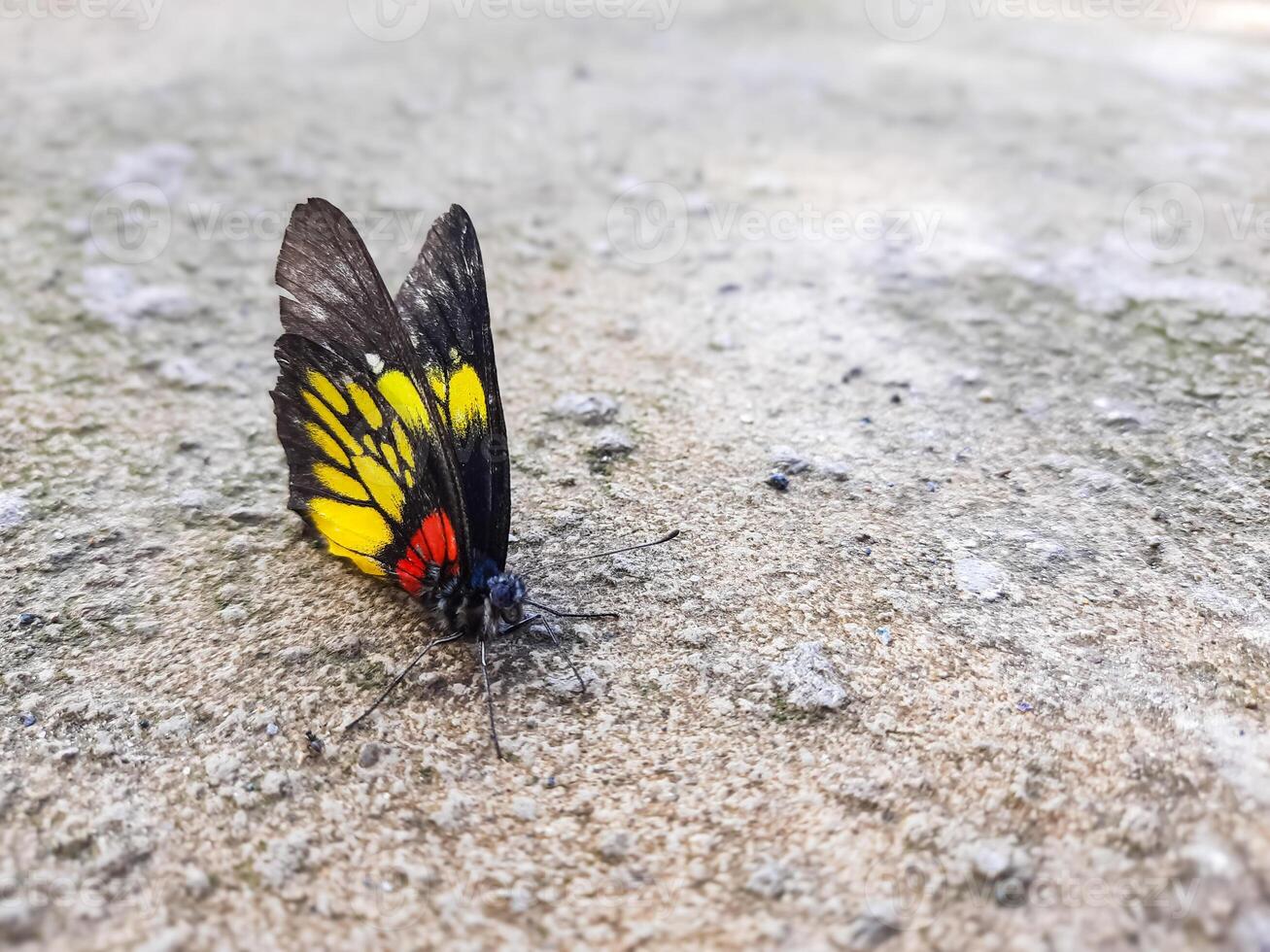 Natural view of beautiful black butterfly on concrete ground in with copy space using background insects, ecology, fresh cover page concept. photo