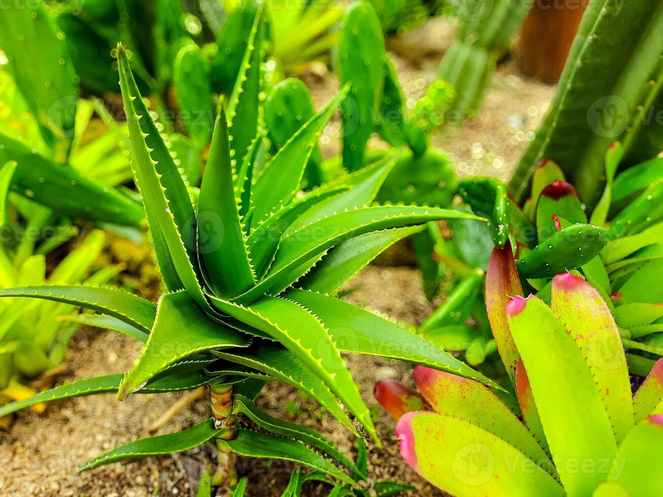 atención tropical planta áloe vera flor en público parque foto