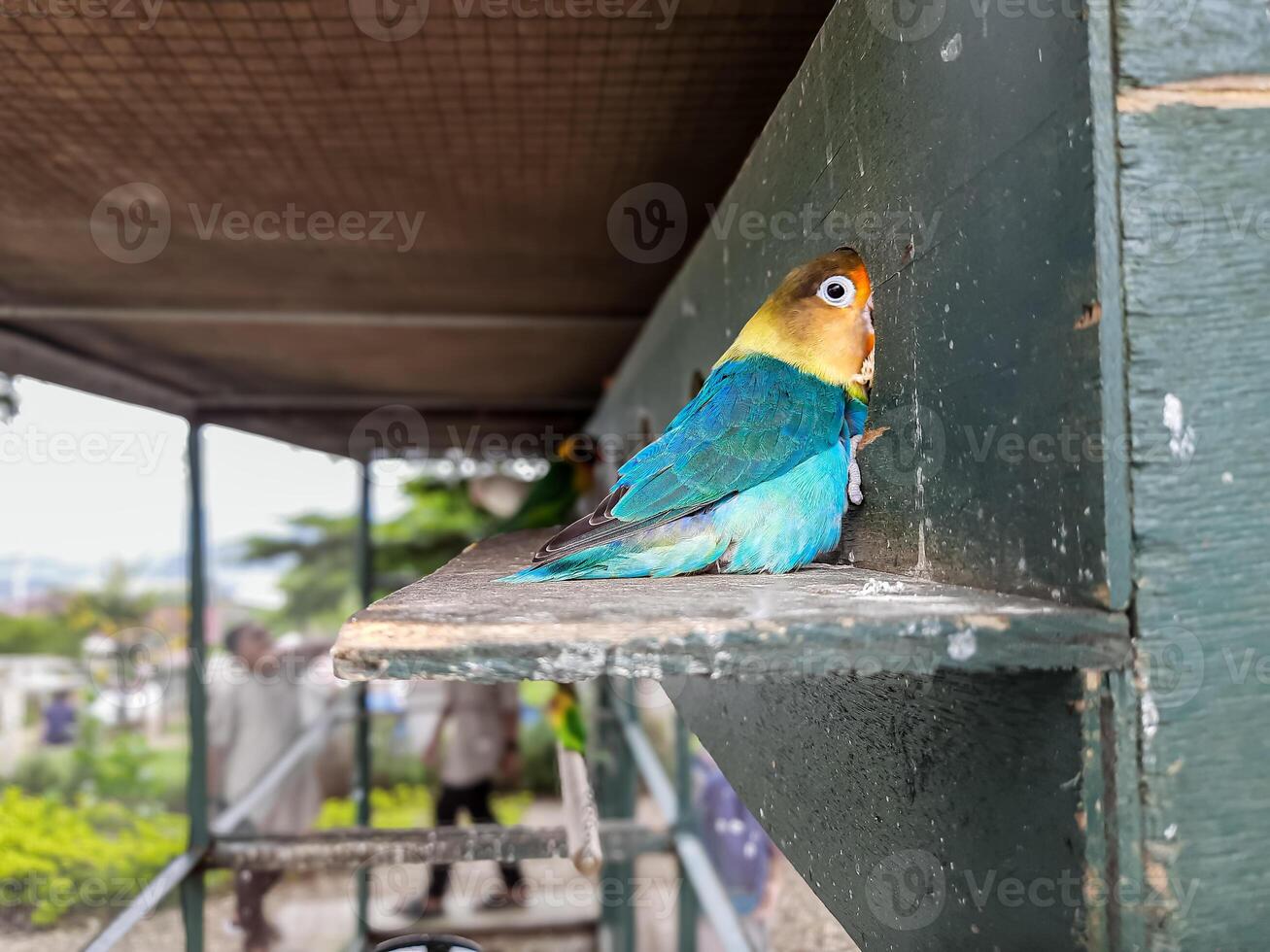 atención en un pequeño loro comiendo sus comida en el jaula foto