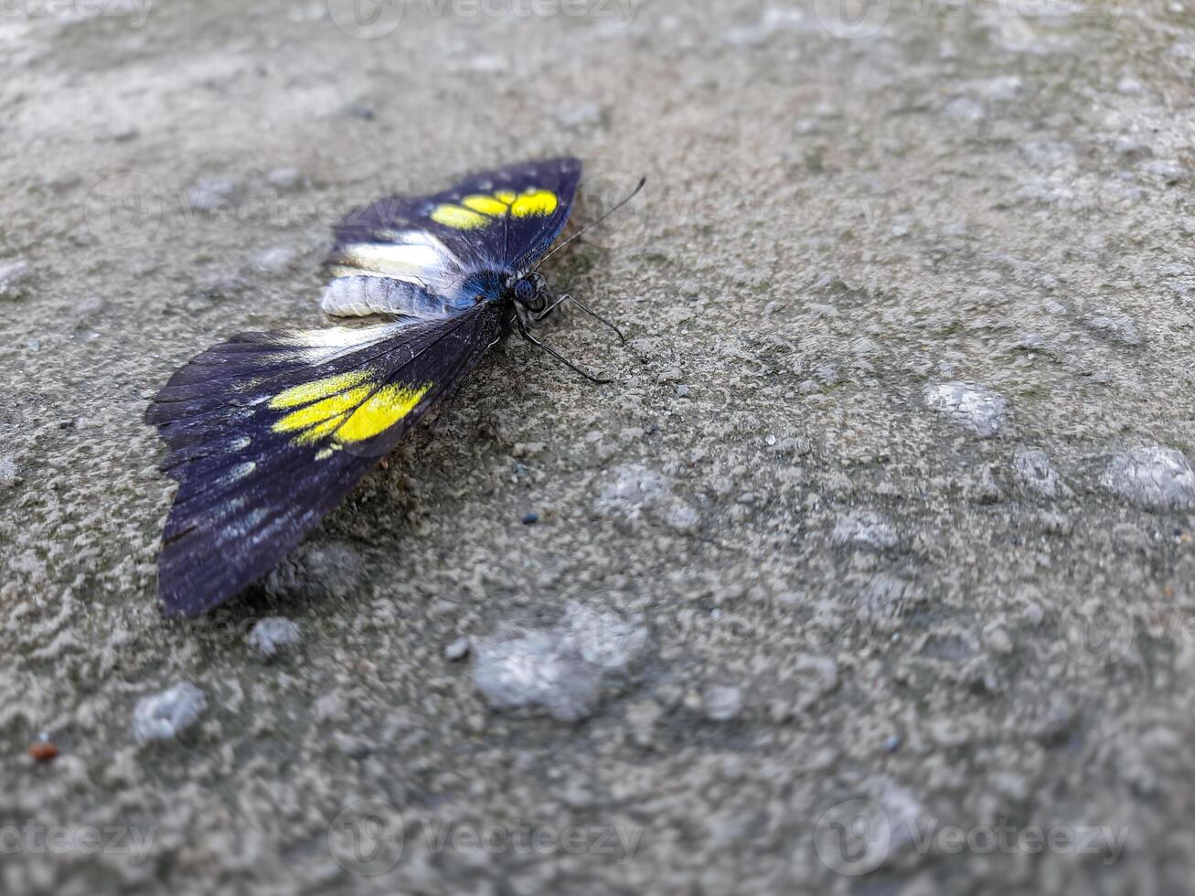 Natural view of beautiful black butterfly on concrete ground in with copy space using background insects, ecology, fresh cover page concept. photo