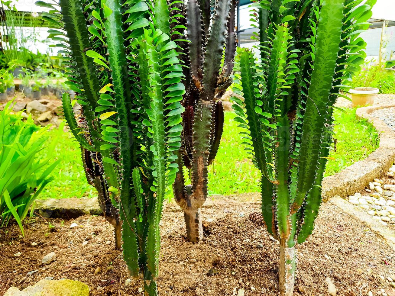 varios cactus plantas como público parque decoraciones foto