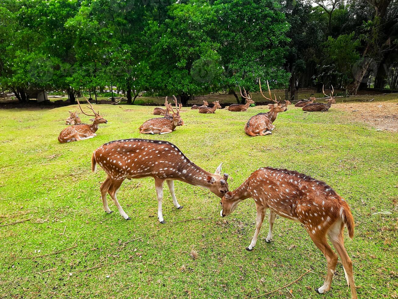 the activities of deer and their herds in a deer conservation area in a yard full of grass photo
