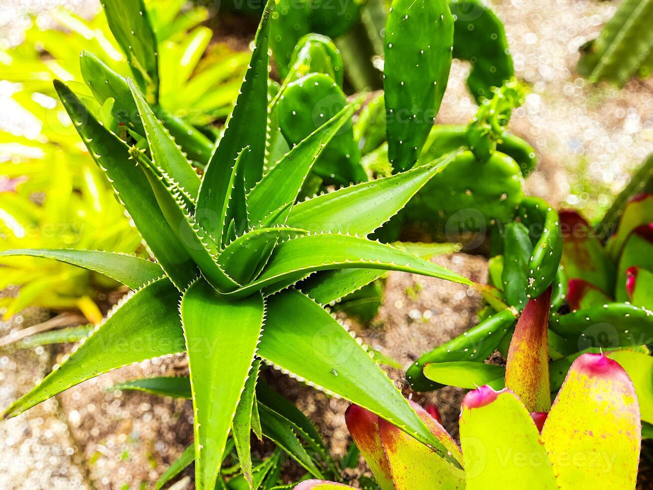 atención tropical planta áloe vera flor en público parque foto