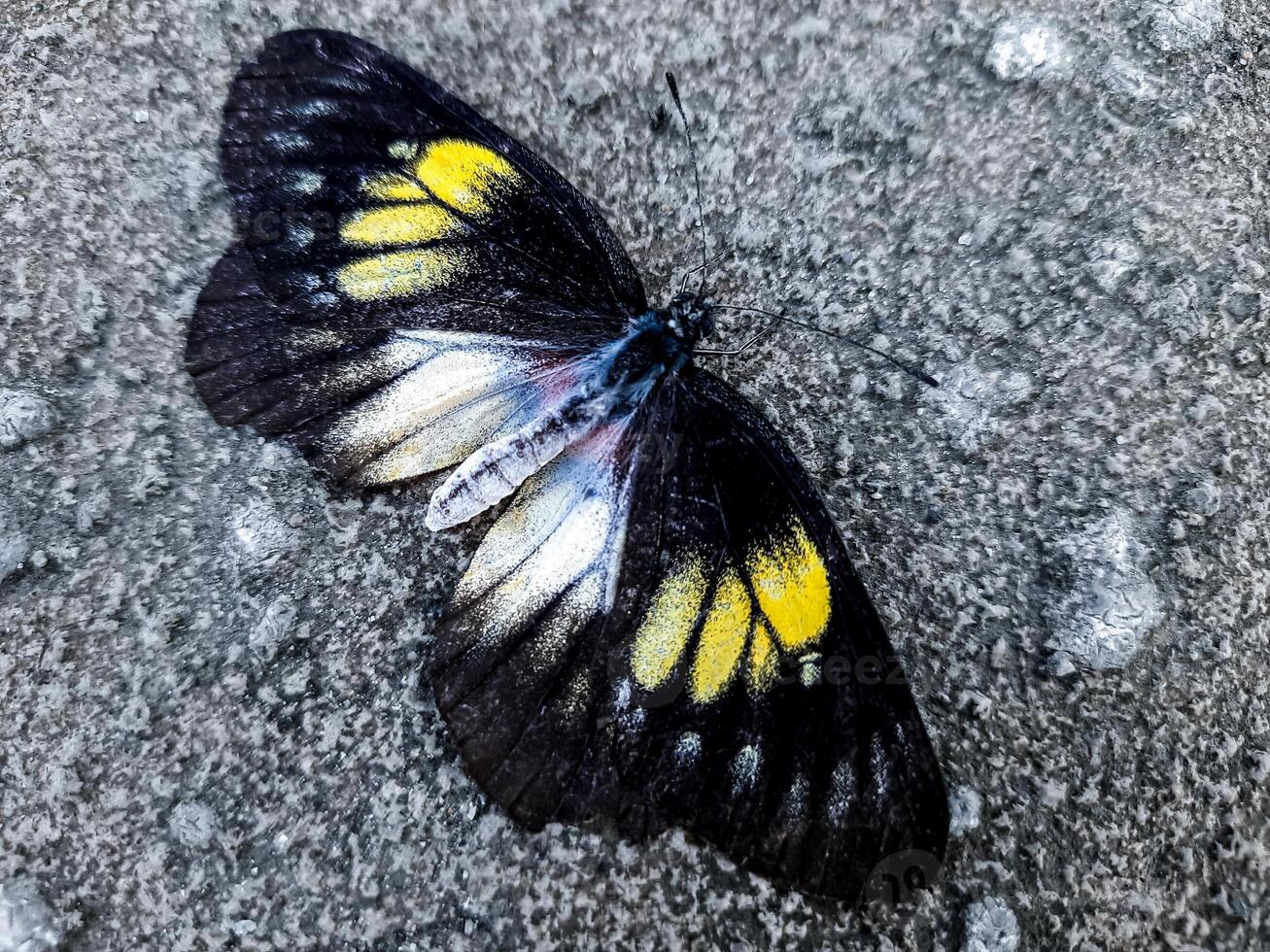 Natural view of beautiful black butterfly on concrete ground in with copy space using background insects, ecology, fresh cover page concept. photo