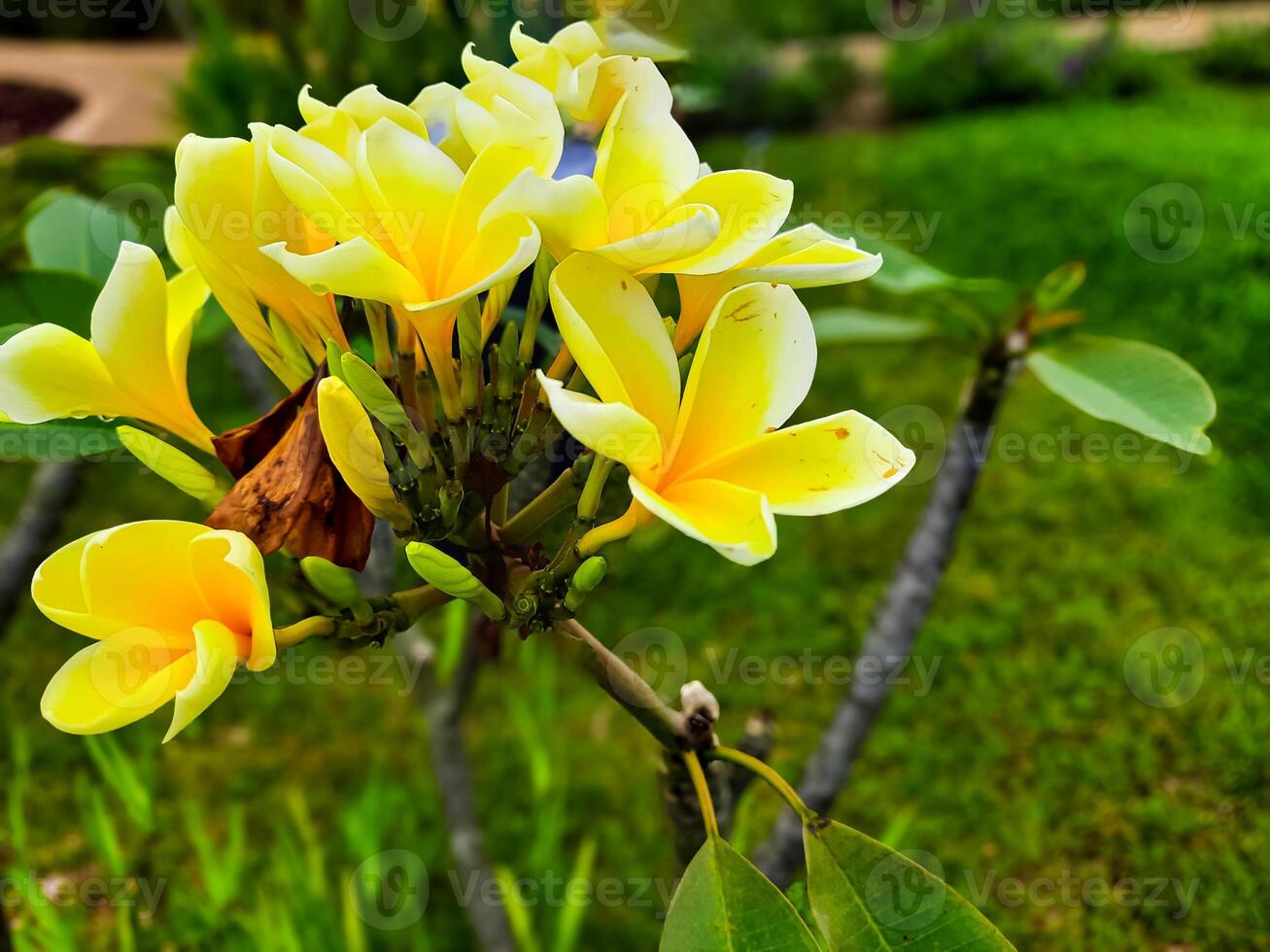 Yellow frangipani flowers or known as Plumeria grow in gardens as ornamental plants photo