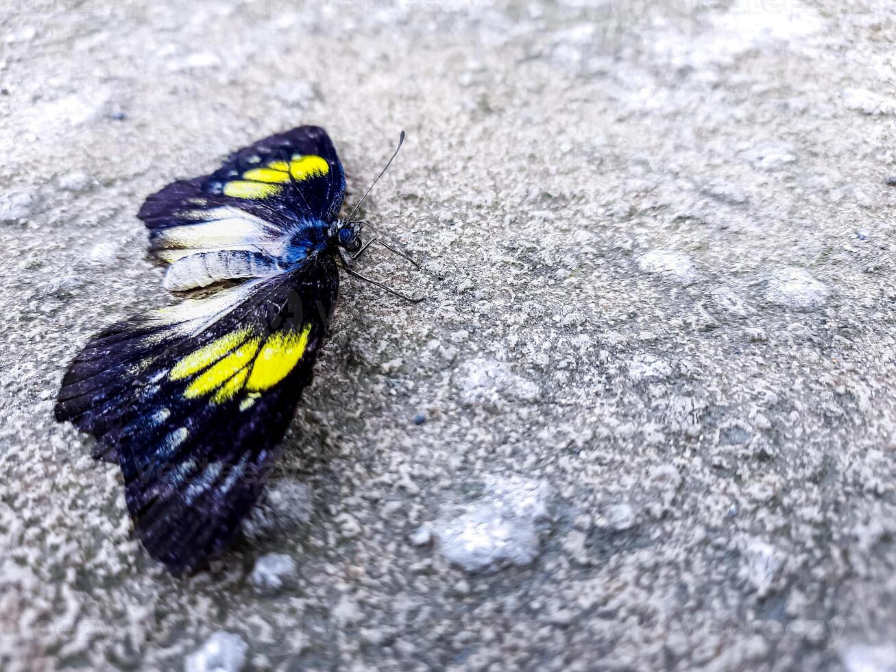 Natural view of beautiful black butterfly on concrete ground in with copy space using background insects, ecology, fresh cover page concept. photo