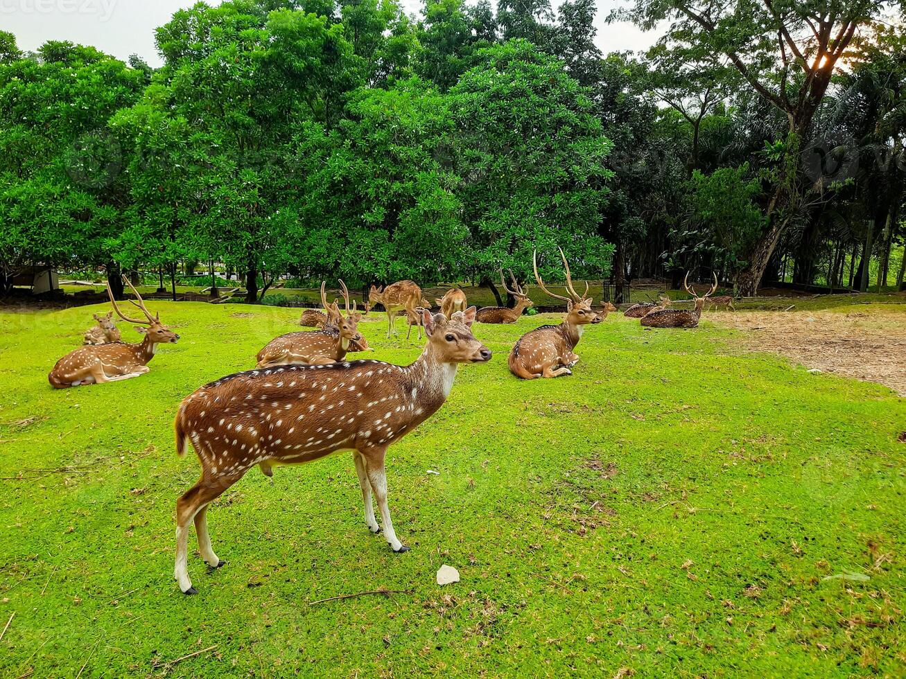 the activities of deer and their herds in a deer conservation area in a yard full of grass photo