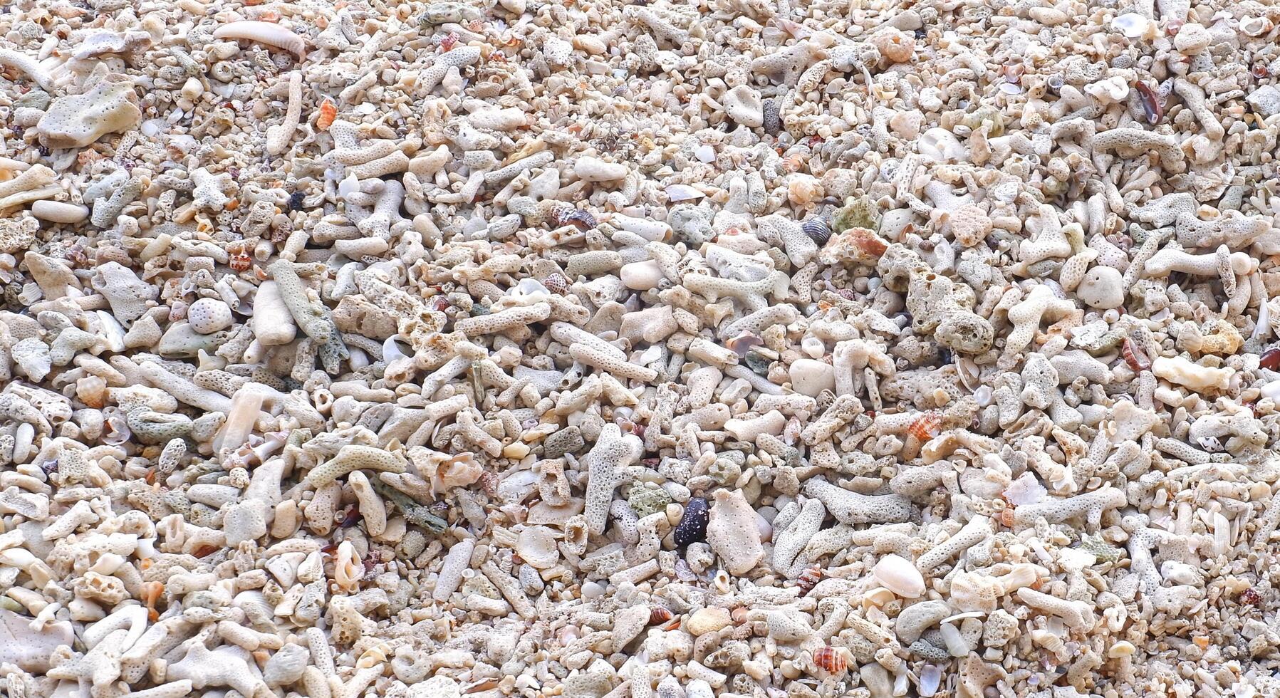 Background of sea shells and sand on the beach. Close up. photo