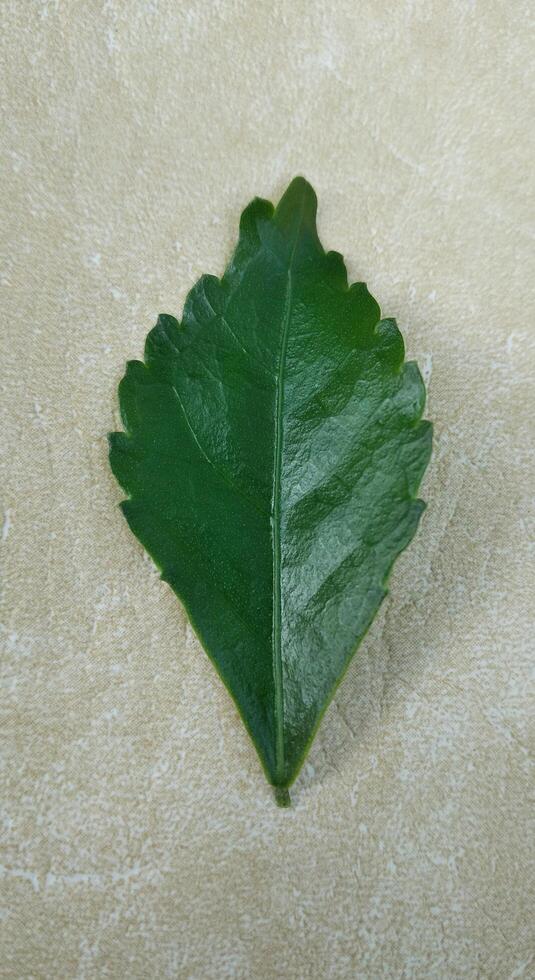 Leaf of basil on a gray background. Flat lay, top view. photo