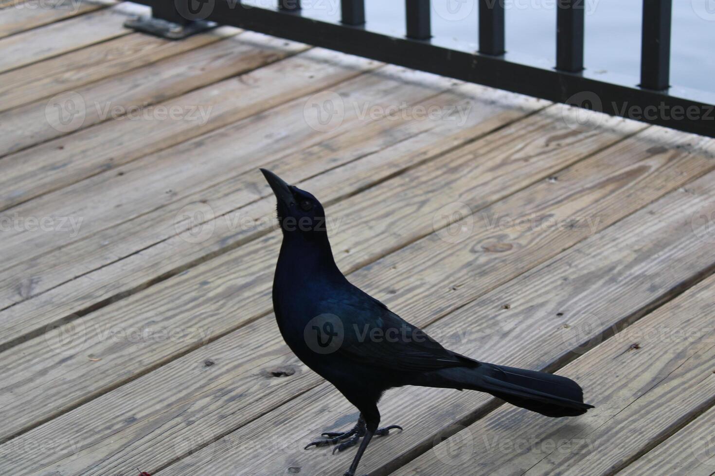 Common Grackle Hanging Out On The Sponge Docks In Tarpon Springs Florida. photo