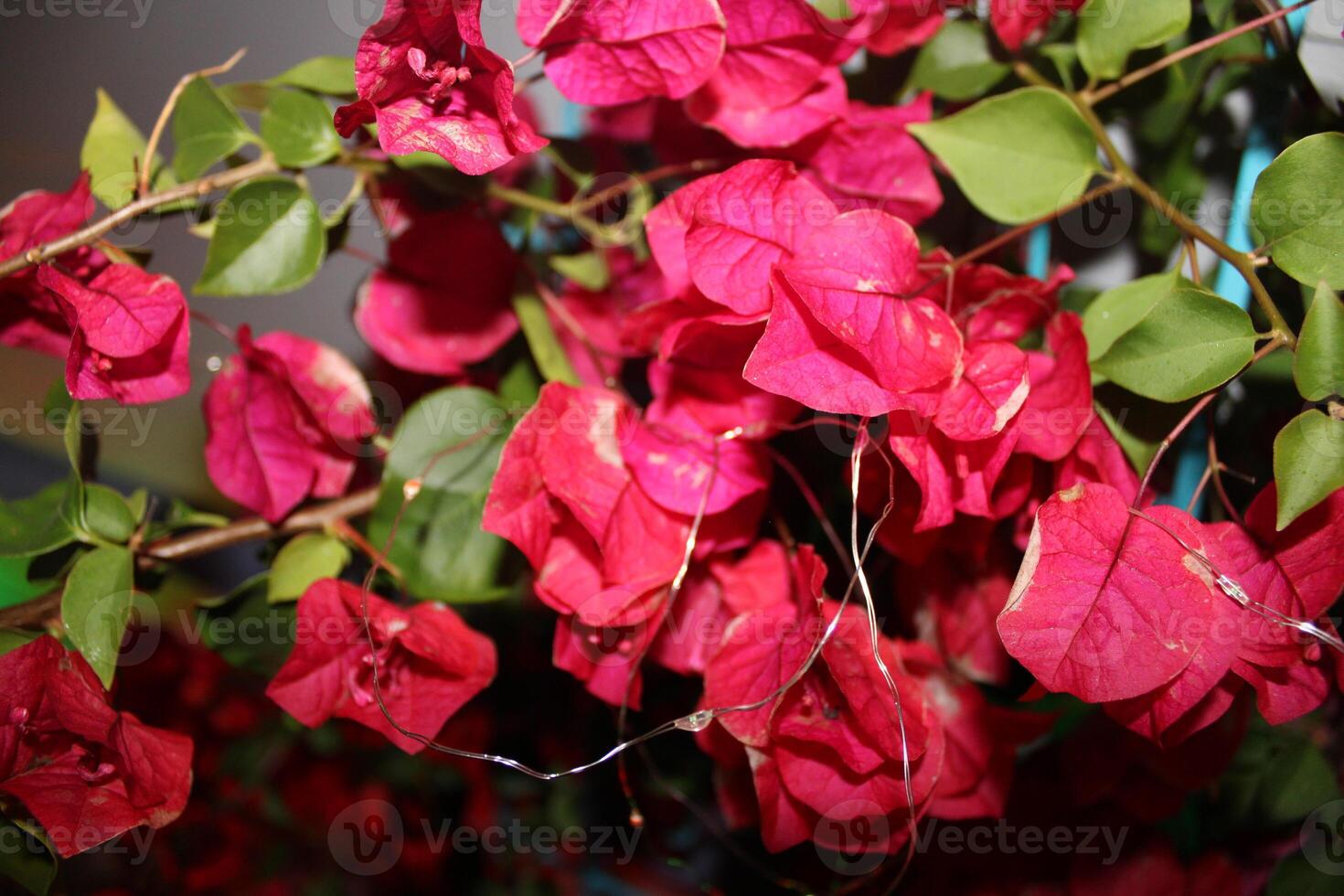 caliente rosado sangrado corazón planta en lleno floración sentado en un patio foto