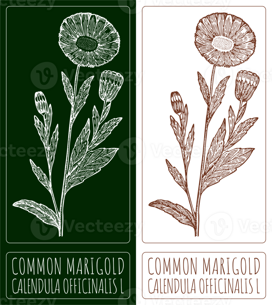 Drawing COMMON MARIGOLD. Hand drawn illustration. The Latin name is CALENDULA OFFICINALIS L. png