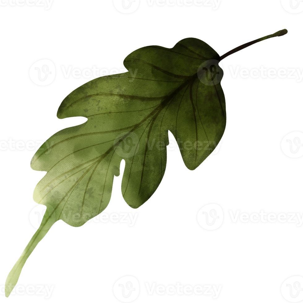 types of leaf png