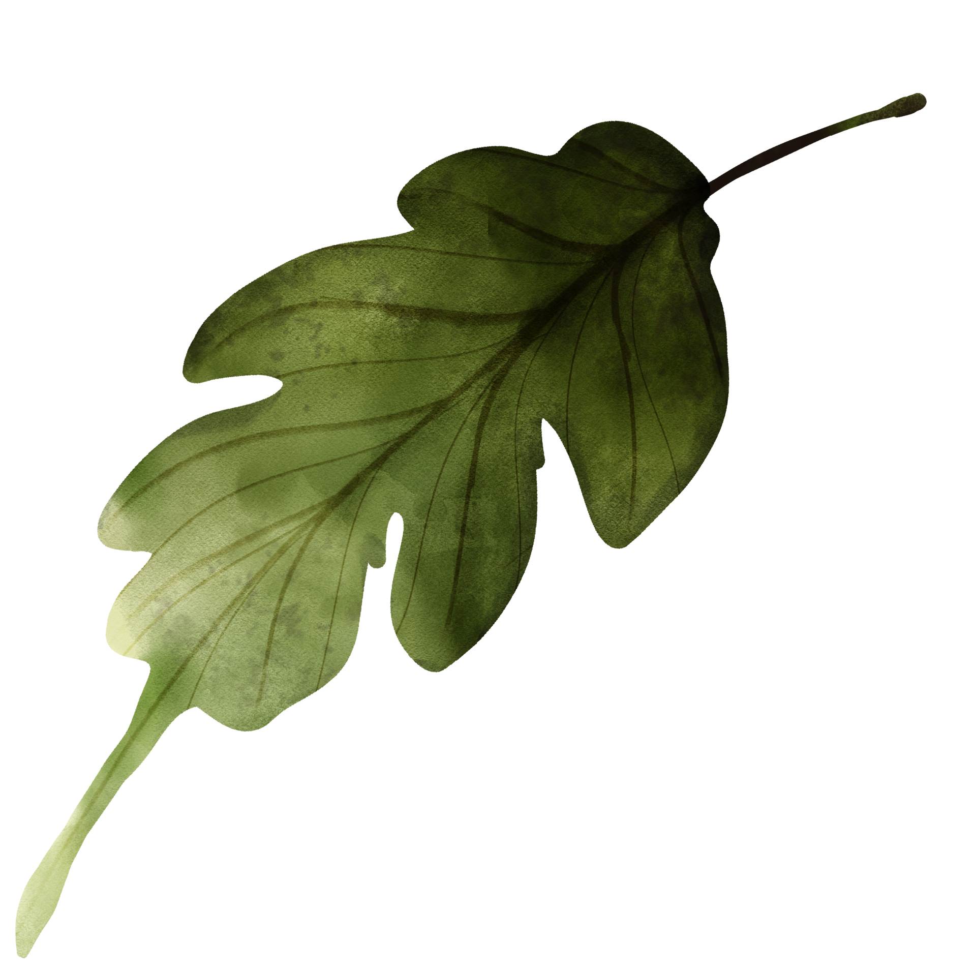 tipos-de-hoja-42541298-png