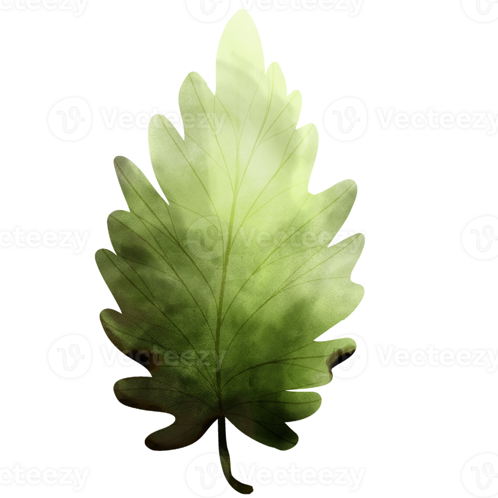 tipos-de-hoja-42541304-png