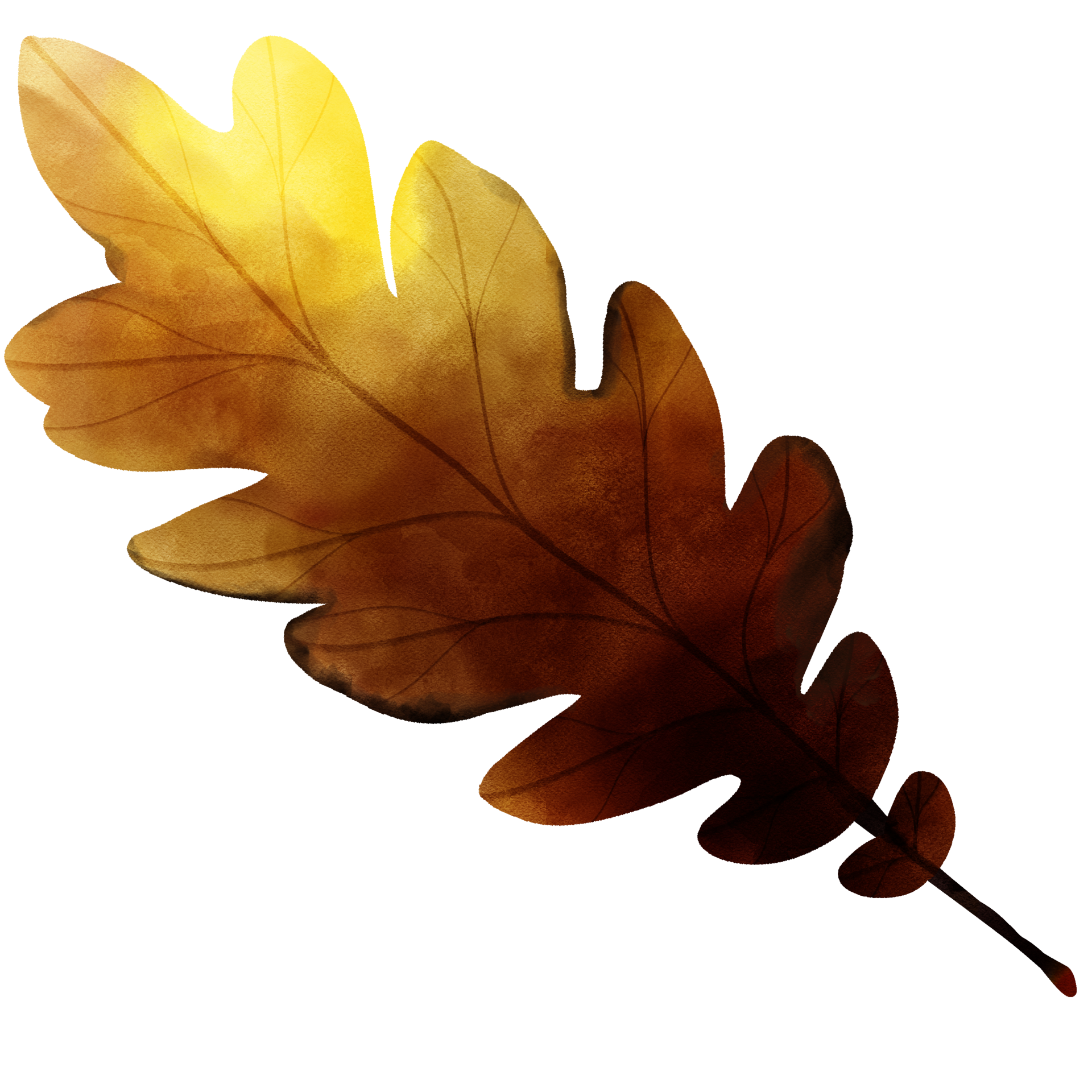 tipos-de-hoja-42541305-png
