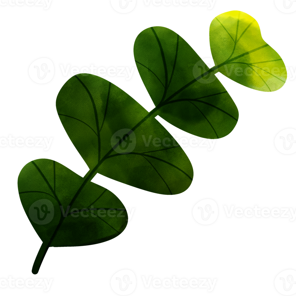 types of leaf png