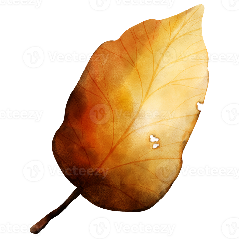 types of leaf png