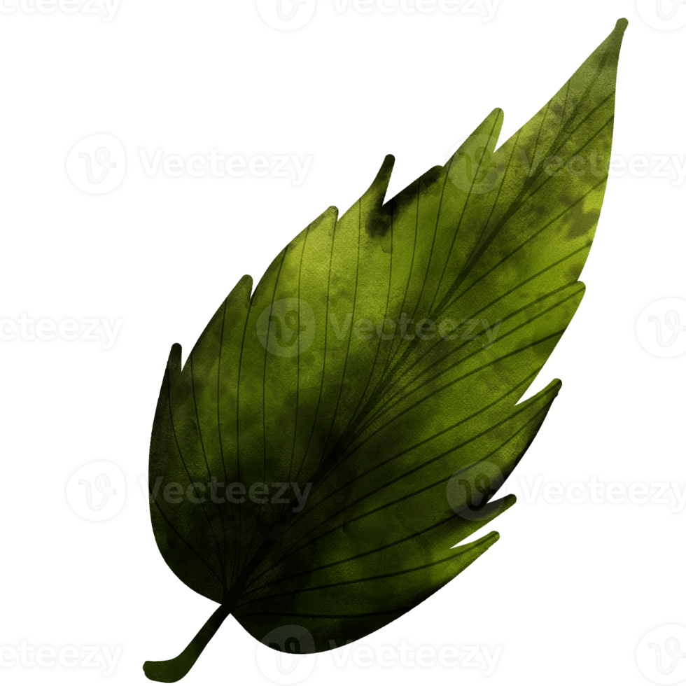 types of leaf png