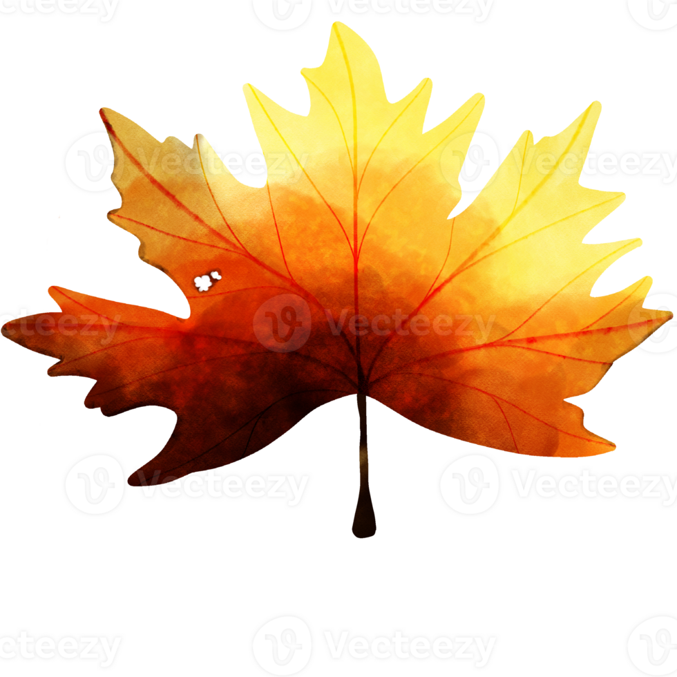 types of leaf png