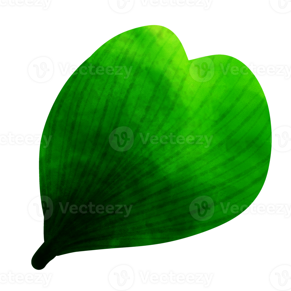 tipos-de-hoja-42541342-png
