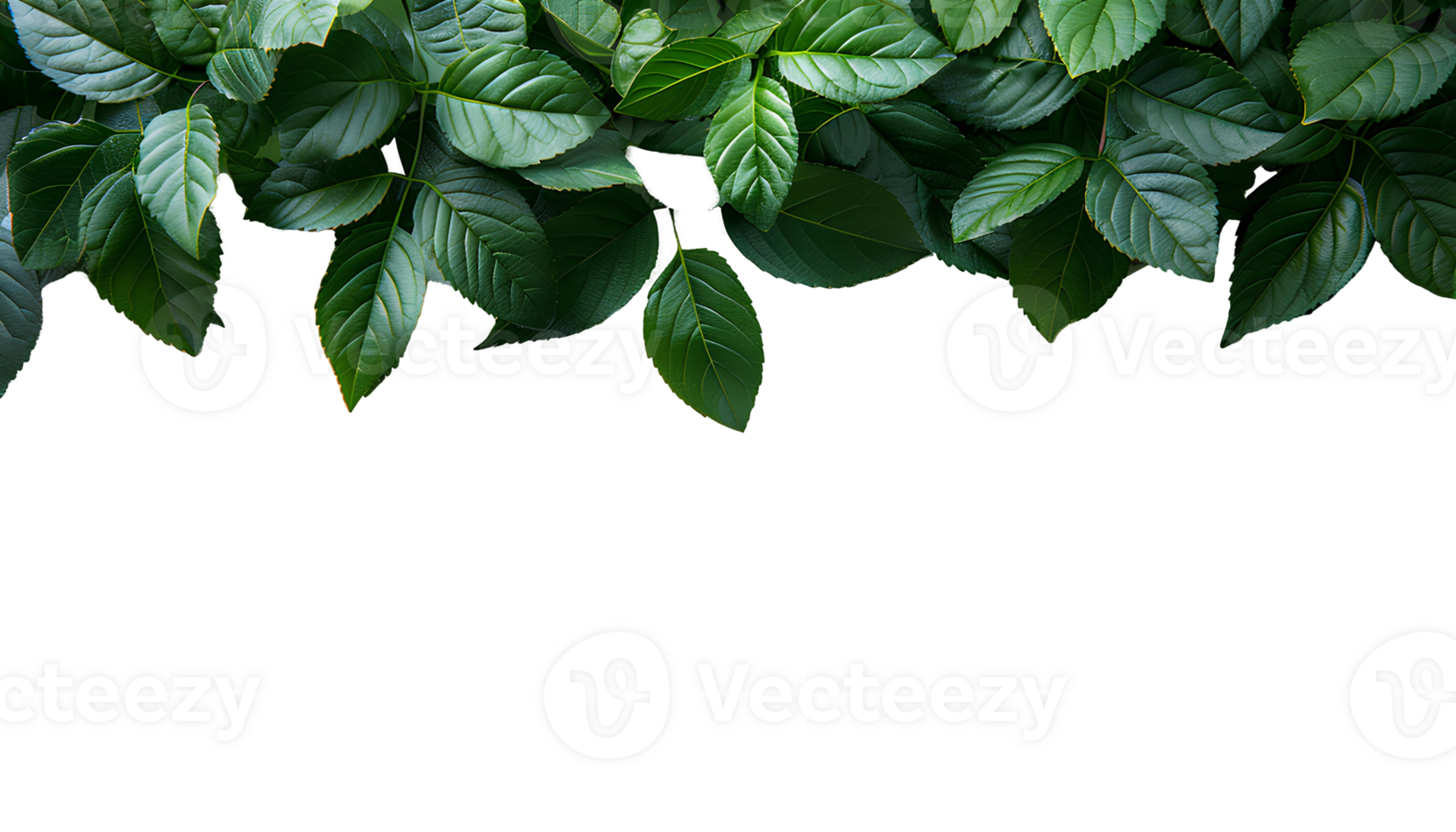 AI generated Green leaves PNG. Green leaf border PNG. Green lush leaves top view isolated. Green leaf copy space as concept for nature preservation and ecology importance png