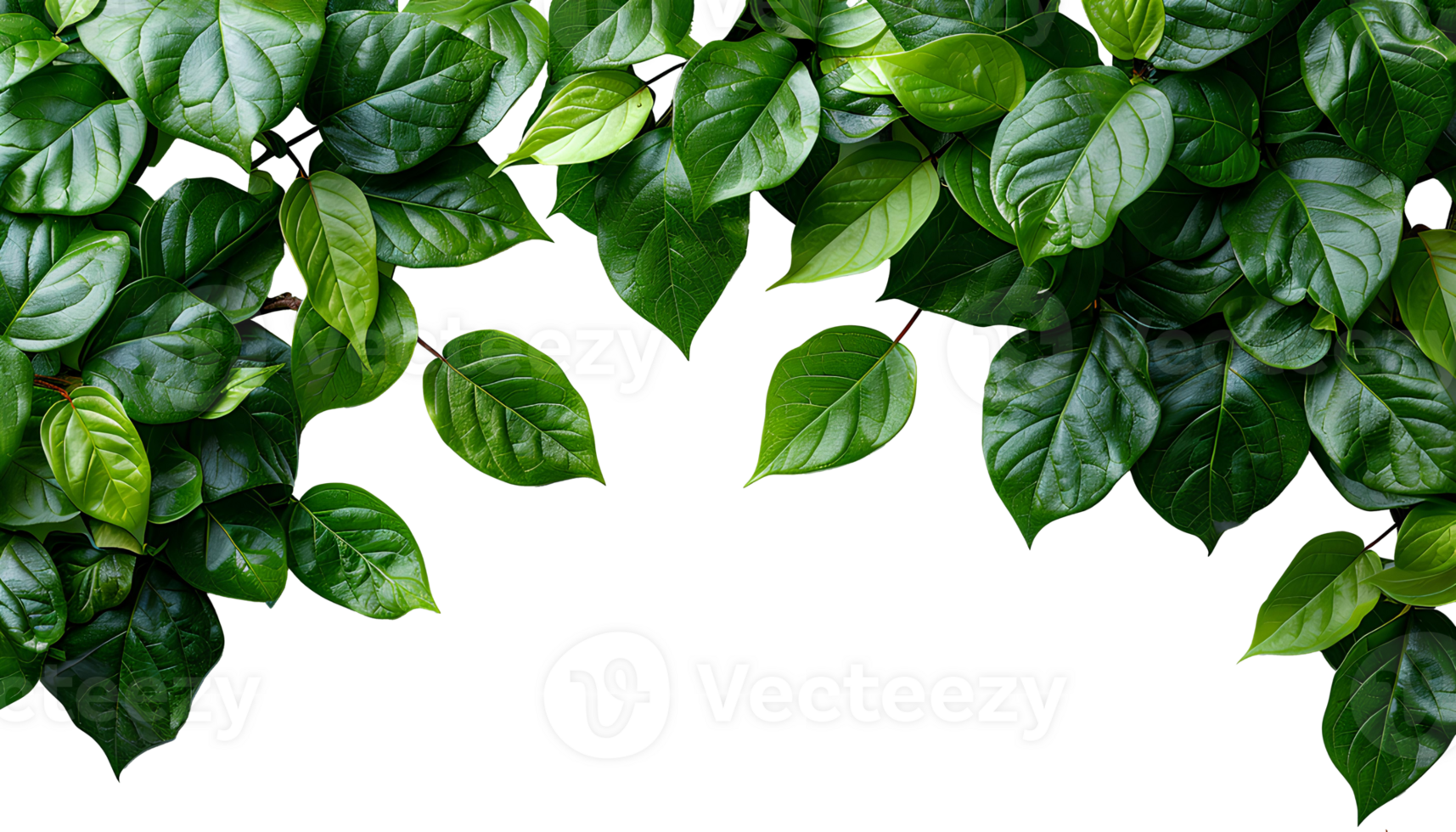 AI generated Green leaves PNG. Green leaf border PNG. Green lush leaves top view isolated. Green leaf copy space as concept for nature preservation and ecology importance png