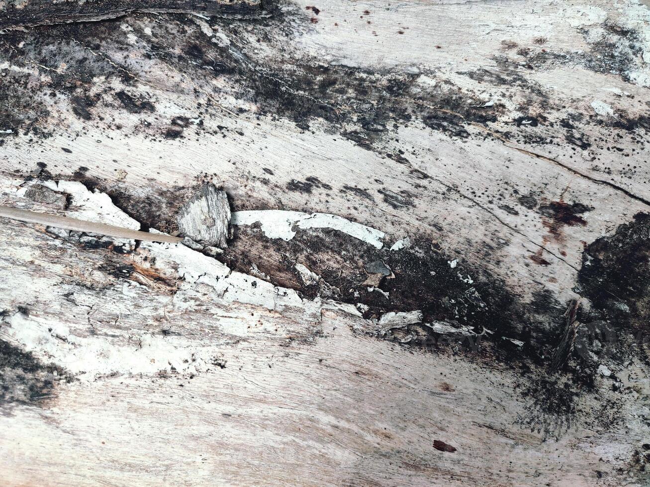 The bark pattern is the seamless texture of the tree. For background wood work, Brown hardwood bark photo