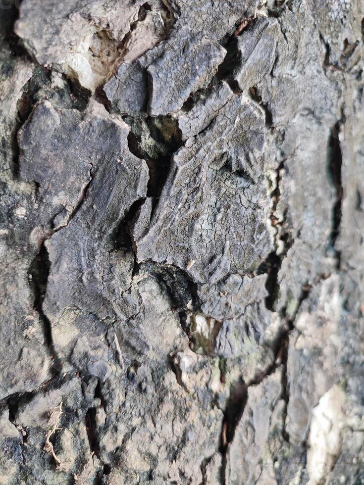 The bark pattern is the seamless texture of the tree. For background wood work, Brown hardwood bark photo