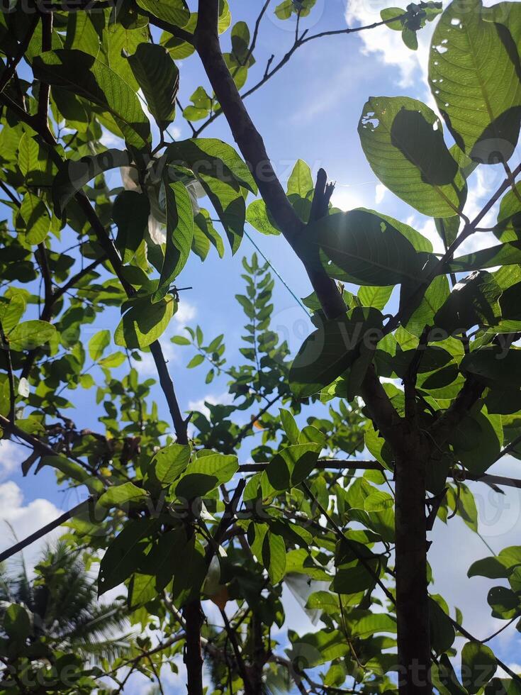 hojas, leña menuda y guayaba arboles en el jardín foto