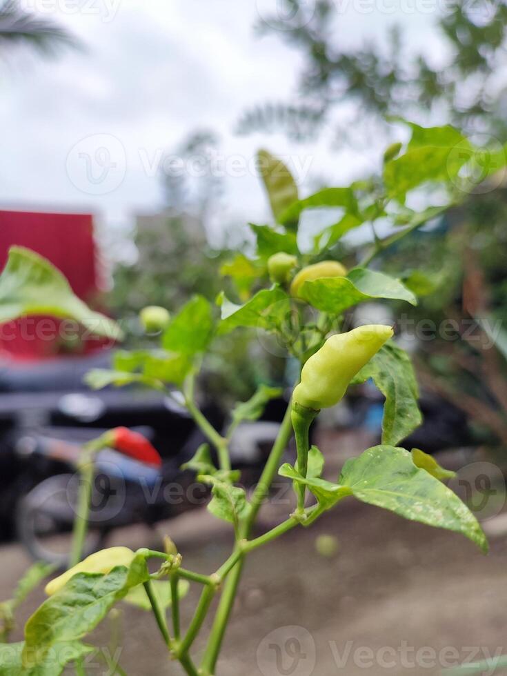 Pimiento frutescens 'Tabasco' o Tabasco pimienta de cosecha propia en un pequeño patio interior. foto